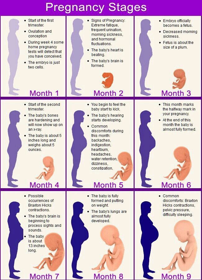 Pregnancy stages | Visual.ly