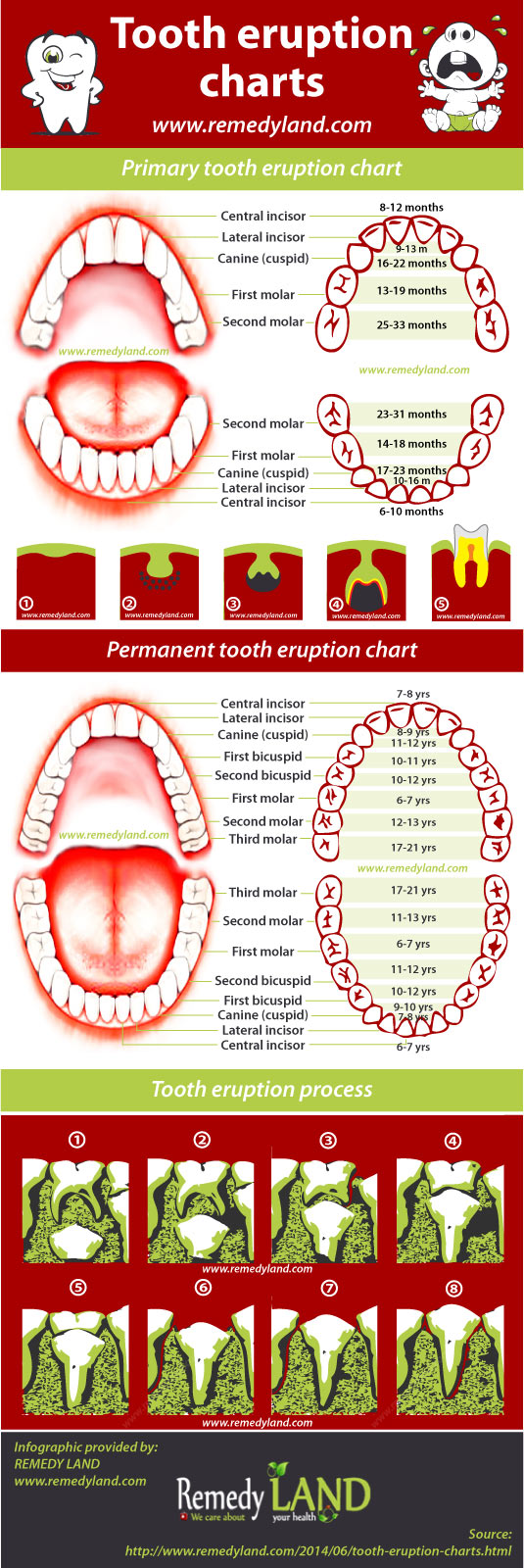 Primary And Permanent Teeth Eruption Chart Visually
