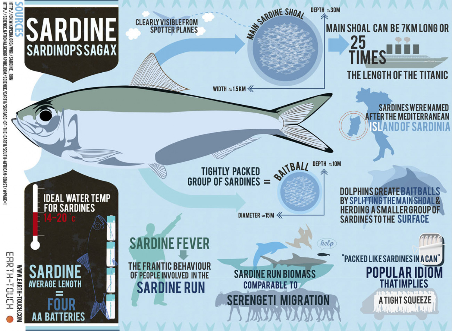 Sardines Sardinops Sagax  Infographic