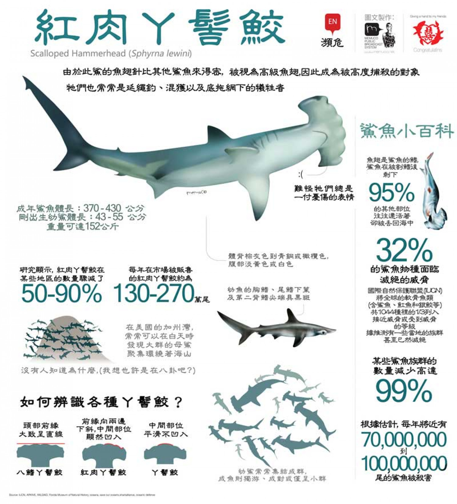 Scalloped hammerhead In chinese Infographic