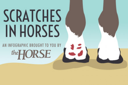 Scratches in Horses  Infographic