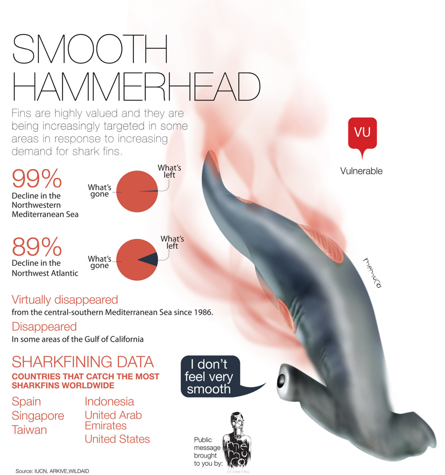 Smooth Hammerhead Infographic