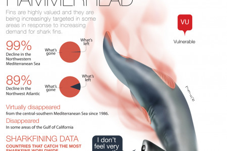 Smooth Hammerhead Infographic