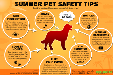 Summer Pet Safety Tips Infographic
