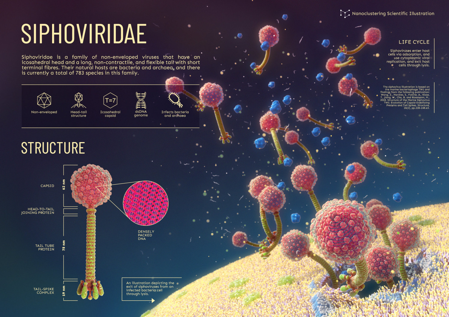 The bacteriophage Siphovirus Infographic
