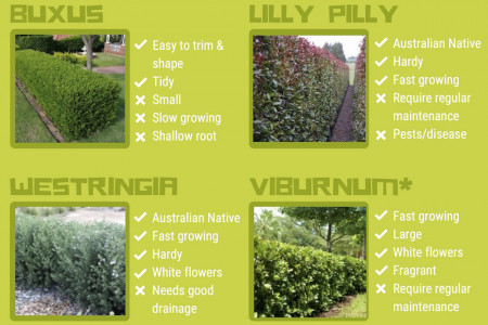 The Best Hedge Plants in Australia Infographic