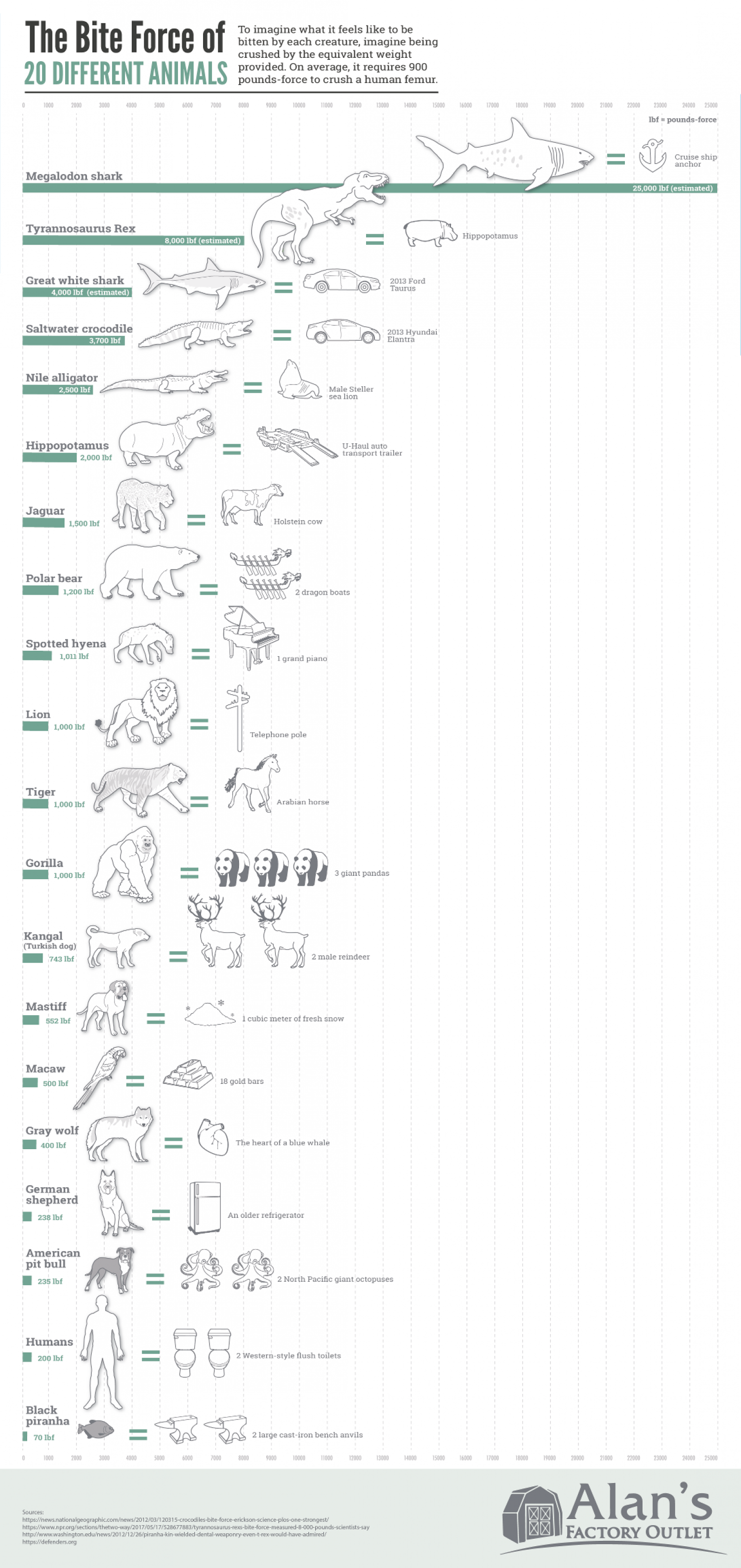 The Bite Force of Different Animals Infographic