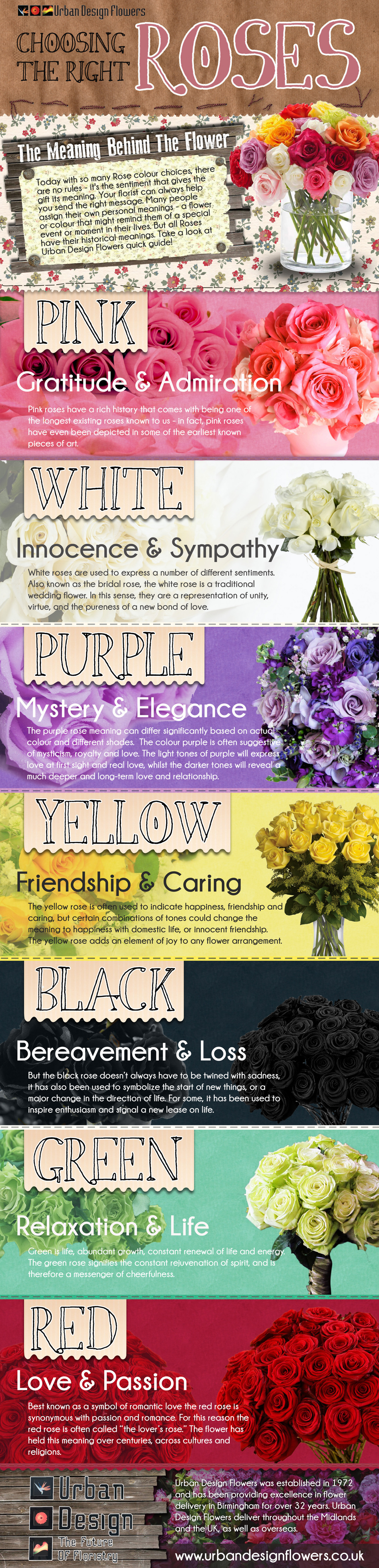 The Colors of Roses Infographic