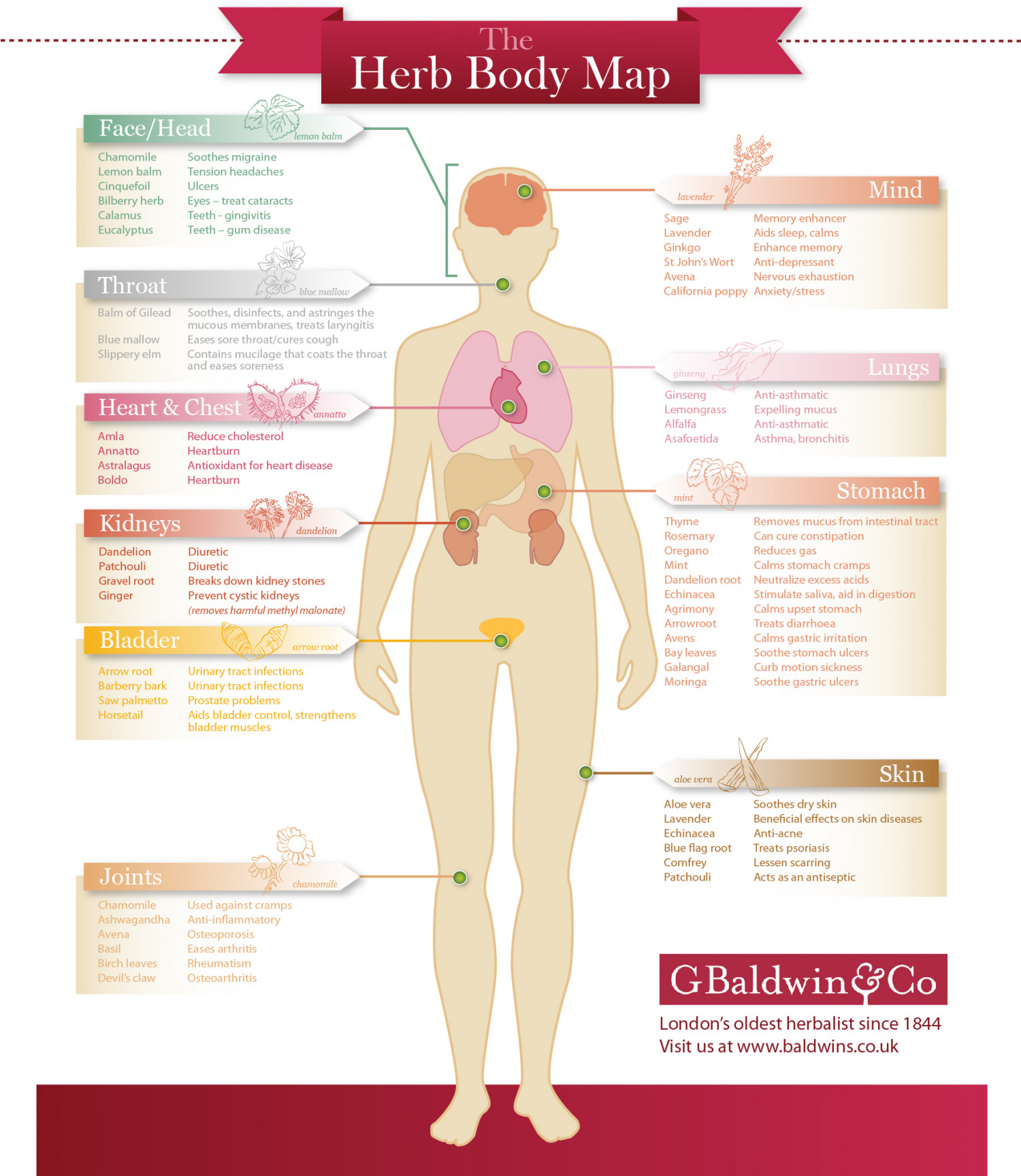 The Herb Body Map Infographic