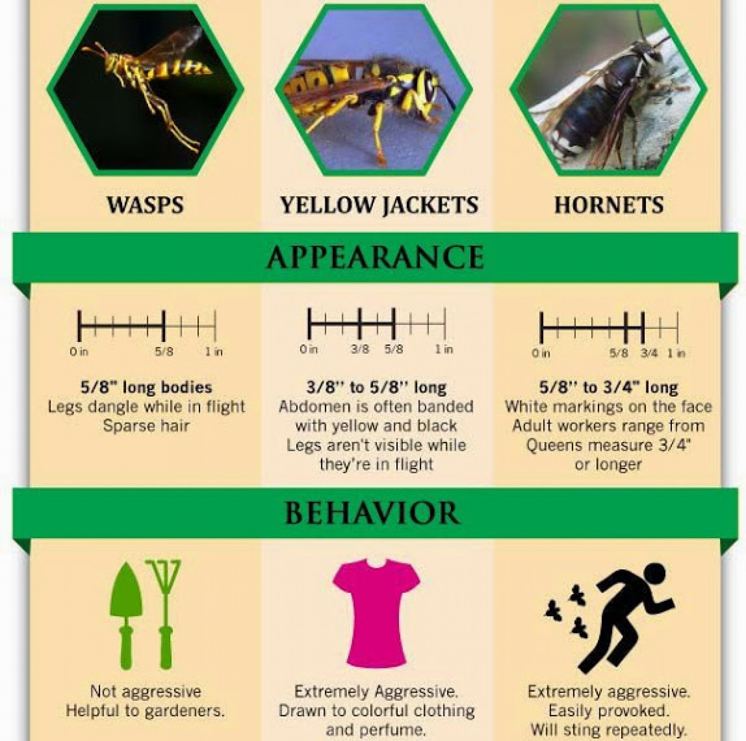 The Proper Way to Handle Wasps and Bees Infographic
