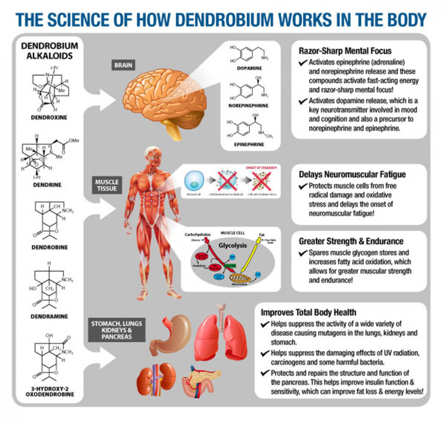 The science of how Dendrobium works in body. Infographic