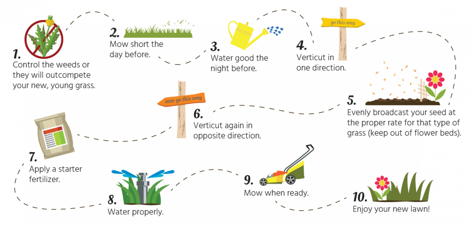 The Steps For Seeding Your Lawn Infographic