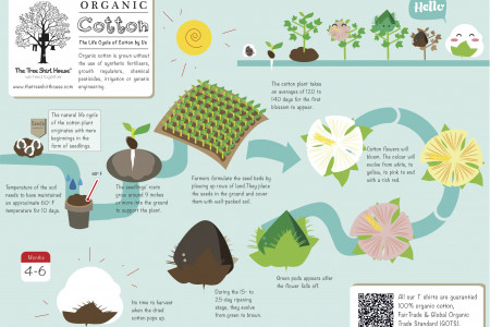 The TSH's organic cotton's lifecycle Infographic