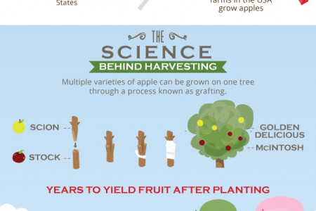 The Ultimate Apple Harvest Guide Infographic