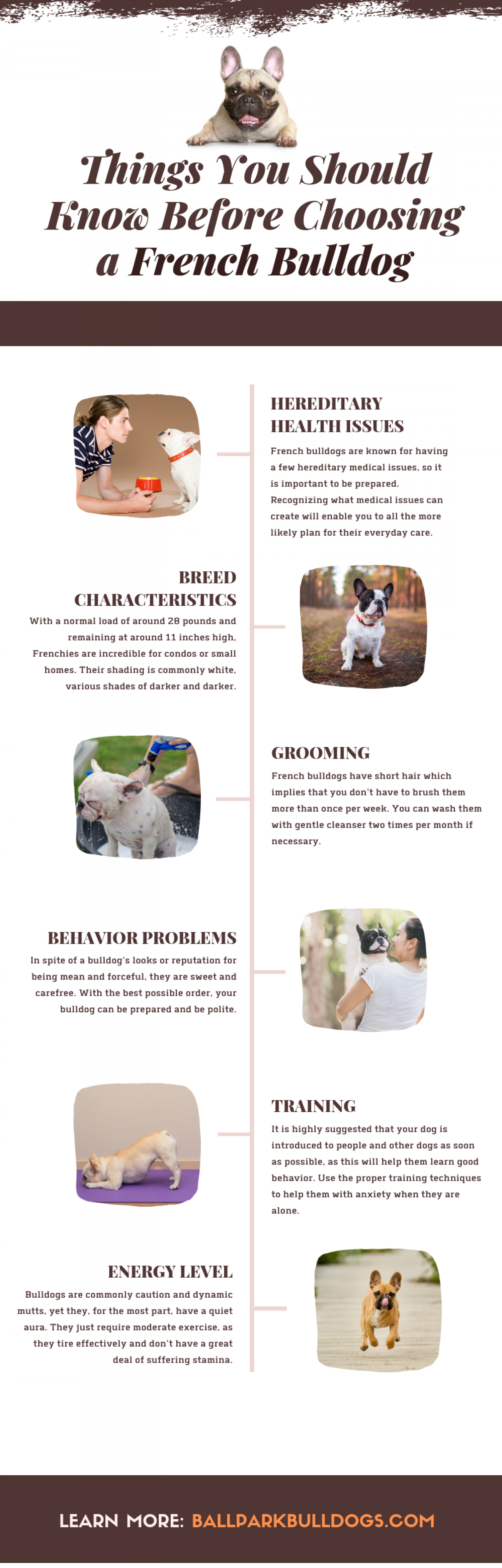 Things You Should Know Before Choosing a French Bulldog  Infographic