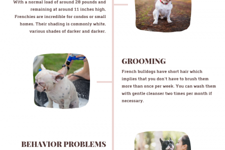 Things You Should Know Before Choosing a French Bulldog  Infographic