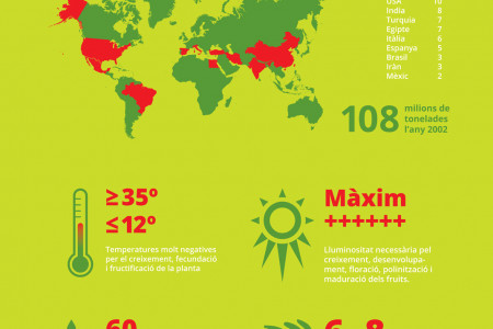 Tomato cultivation (El cultiu del tomàquet) Infographic