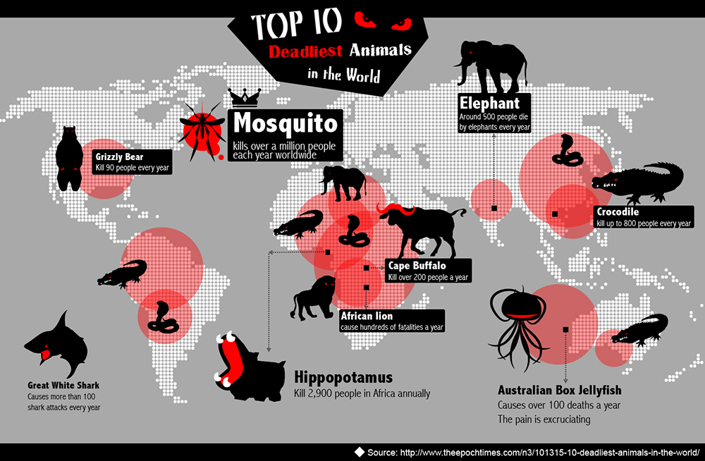 Top 10 Deadliest Animals In The World Visually