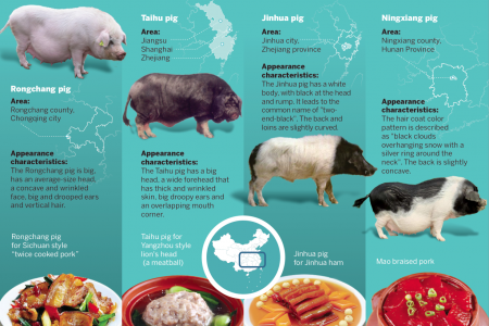 Top four famous pigs in china Infographic