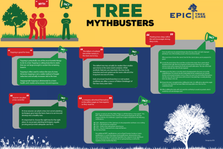Tree Mythbusters Infographic
