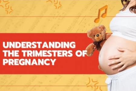 Understanding the Trimesters of Pregnancy Infographic