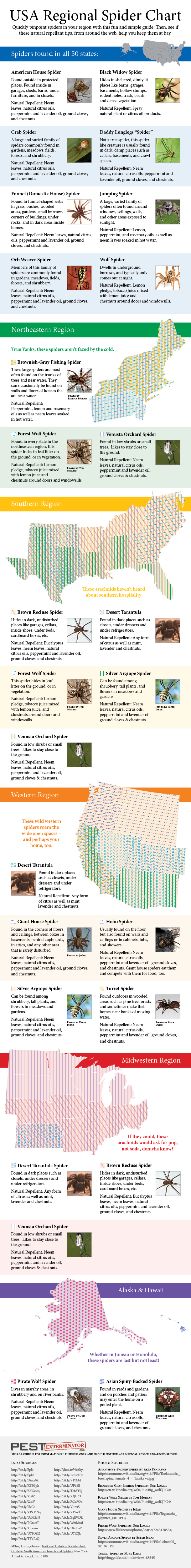 USA Spider Identification Chart Visual.ly