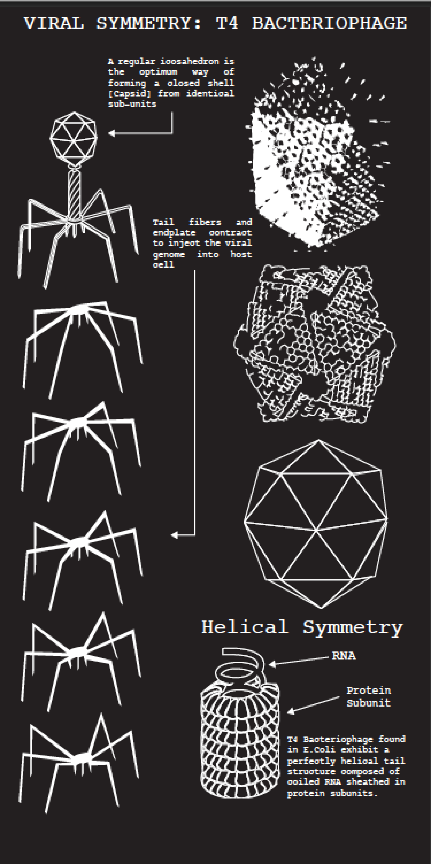 Viral Symmetry Infographic