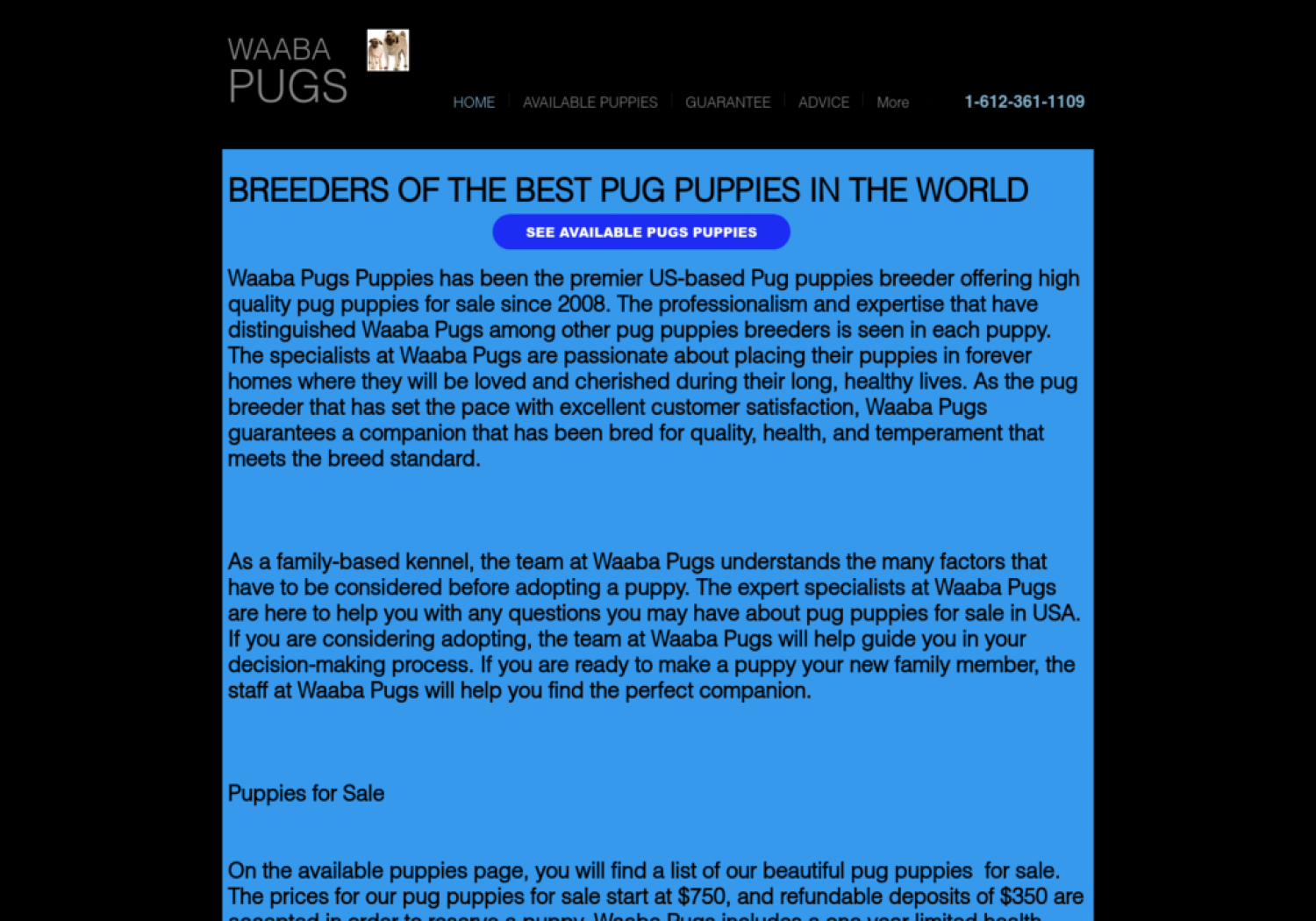 Waabapugs - Waaba Pugs - Pugs Infographic