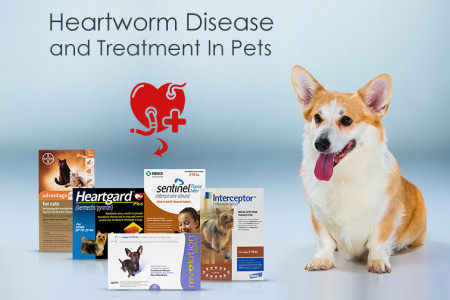 What is Heartworm Disease and how is it Prevented? Know Everything Infographic