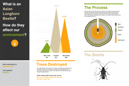 What is the Asian Longhorned Beetle? Infographic