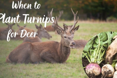 When to Plant Turnips for Deer? Infographic