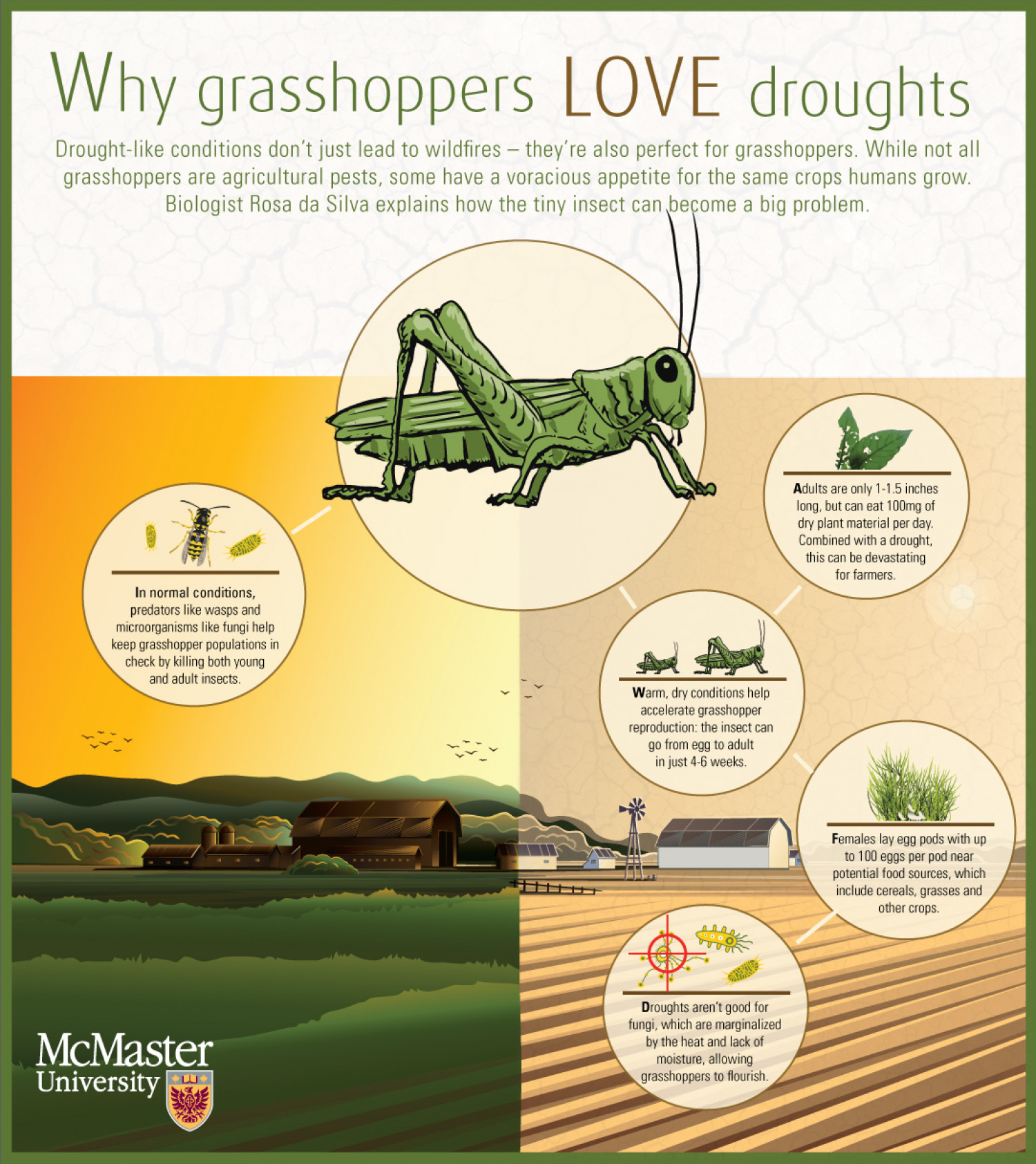 Why grasshoppers love droughts  Infographic