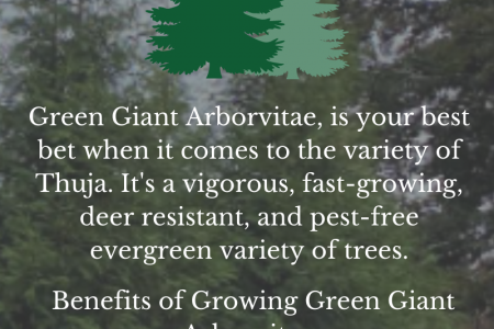Why is Green Giant Arborvitae Your Best Bet? Infographic